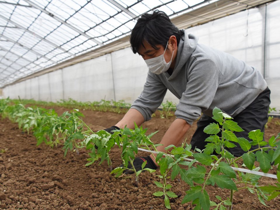 半促成トマト「越前とまと」定植作業