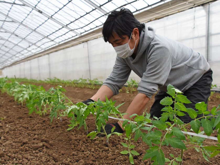 ひとつずつ丁寧に苗を植え付けていく田中部会長