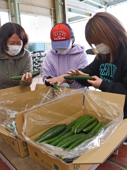 ＪＡ特産半促成キュウリ「越前きゅうり」目揃え会