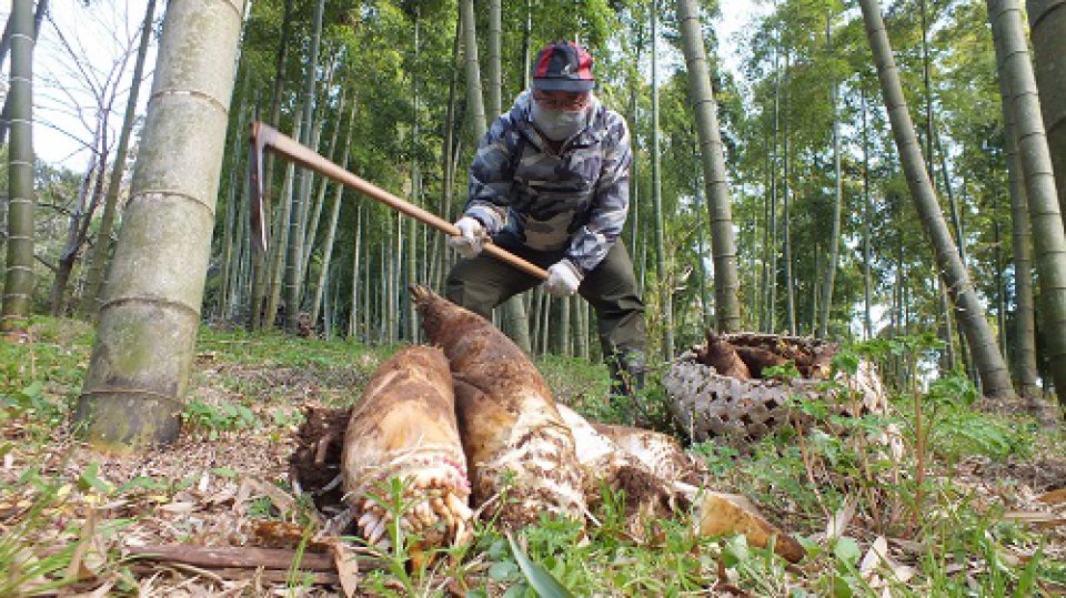 丹生地区特産「宮崎たけのこ」の本格出荷はじまる