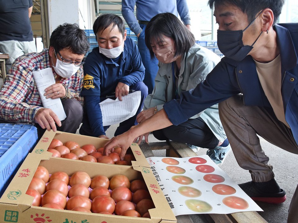 半促成大玉トマト「越前とまと」目揃え会