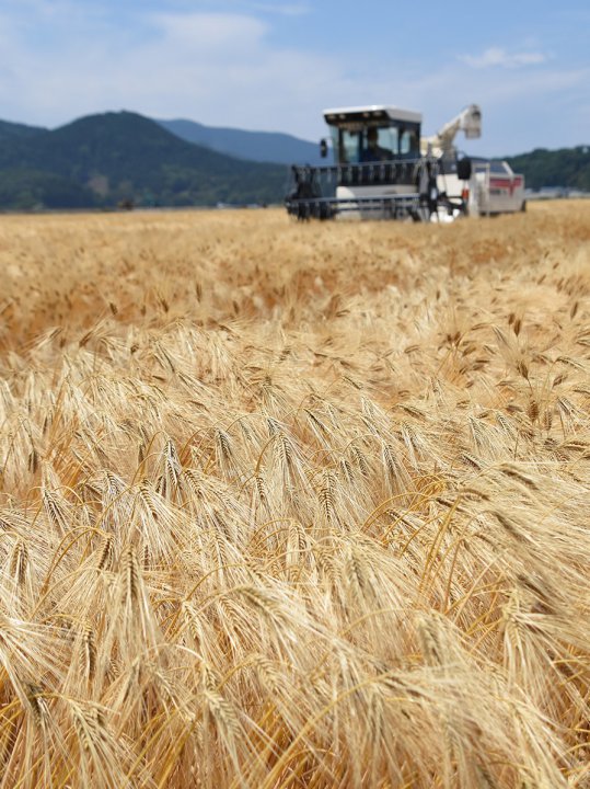 大麦収穫スタート