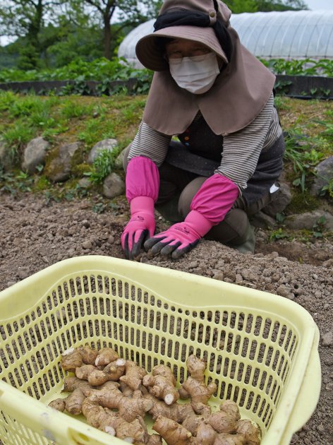 ひとつずつ丁寧に種ショウガを植え付けるようすの清水さん