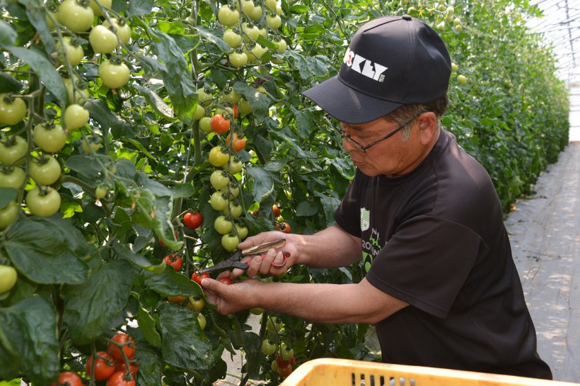 収穫作業に励む村林部会長