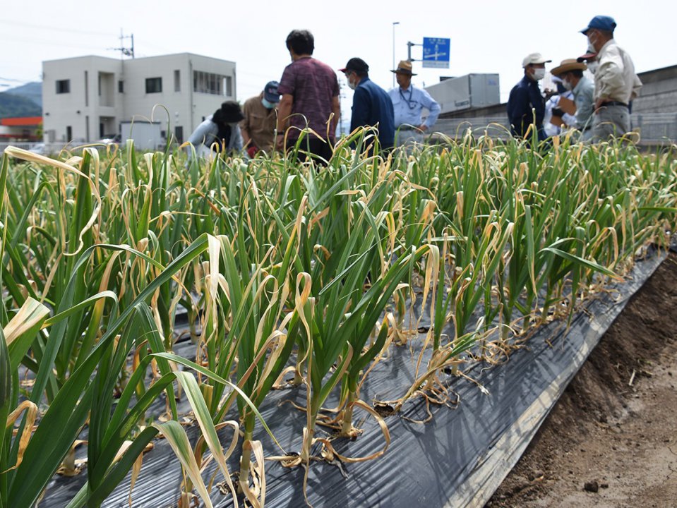 上志比ニンニク目揃え会