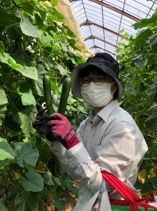 フレミズセミナーでキュウリの収穫体験