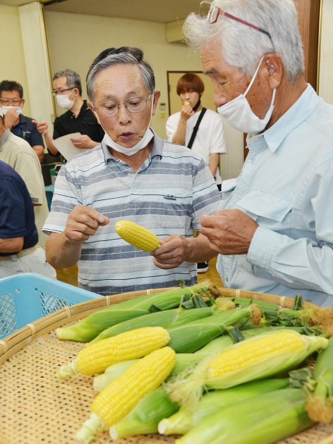 今年のスイートコーンの出来を確認する参加者たち(JA福井県永平寺支店の会議室で)