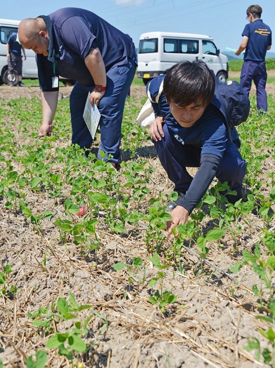 福井基幹支店営農指導員大豆生育調査研修会