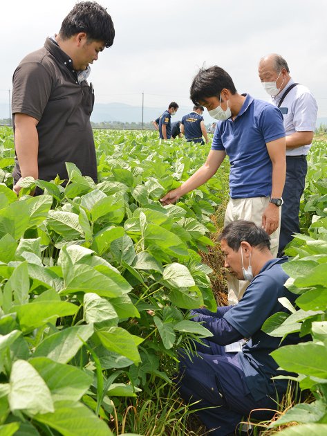 管内の大豆圃場を巡回し、生育状況を確認するＪＡ大豆部会委員とＪＡの営農指導員たち