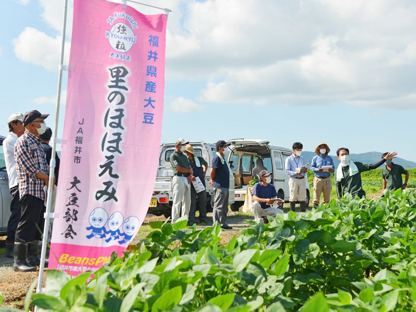 ＪＡ福井基幹支店管内の大豆圃場を巡回し現在の生育状況を確認する参加者たち