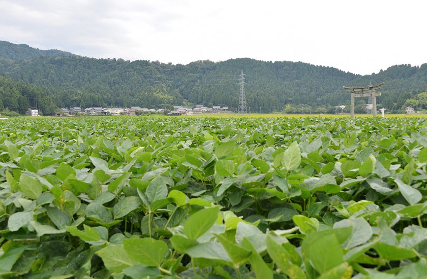 大豆(品種=里のほほえみ)の圃場