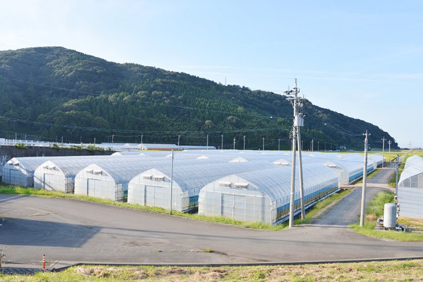JA福井中央支店管内の東安居地区に連なる大型ビニールハウス