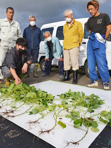 ＪＡ福井基幹支店管内の小豆の圃場を巡回し草丈や莢数などの生育状況を確認する参加者たち