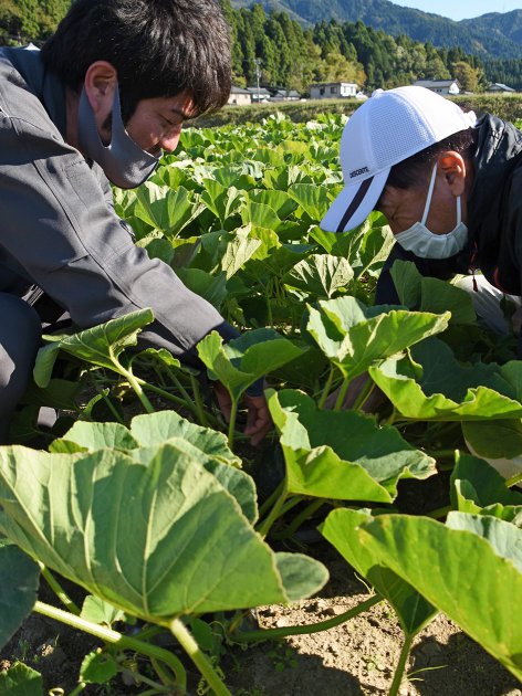 圃場で生育状況を確かめる参加者