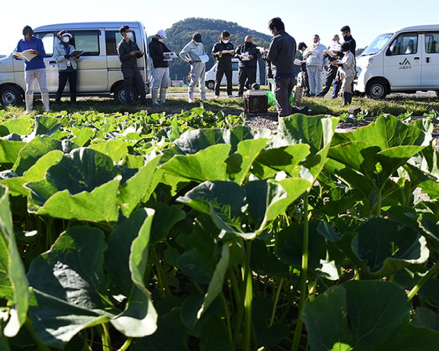 抑制カボチャ目揃え会