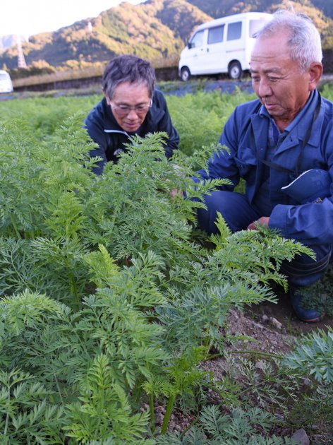 圃場で生育状況を確認する参加者