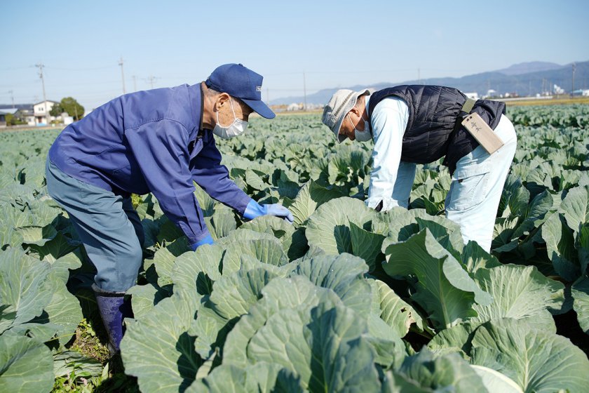 圃場で作業をしているようす