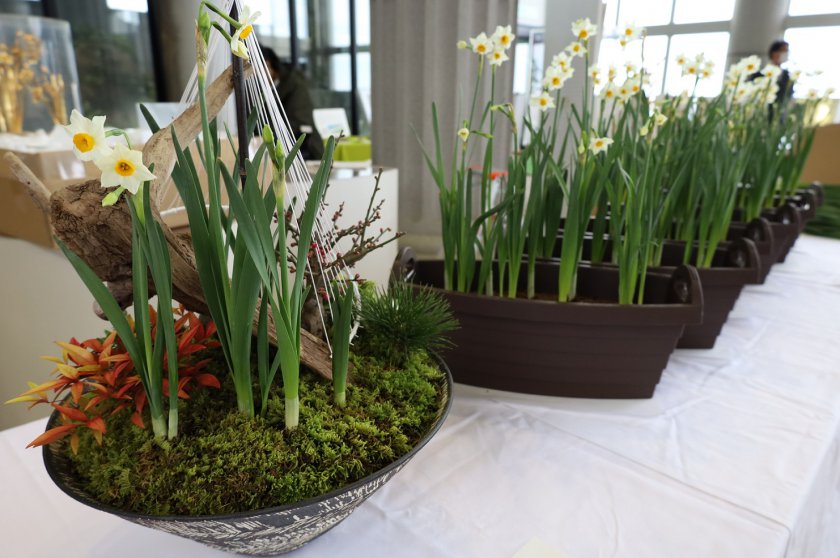 切り花をはじめ、越前水仙を寄せ植えした越前焼の鉢やプランターを献上