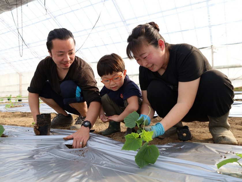 家族で越前きゅうりの苗を植え付けていくようす