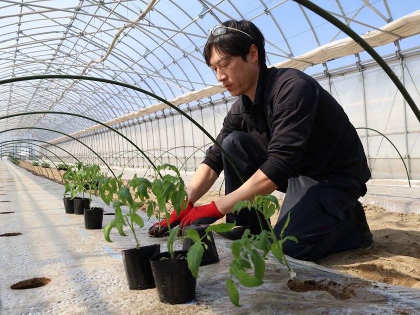 半促成ミディトマトの苗を植え付ける鳥居さん