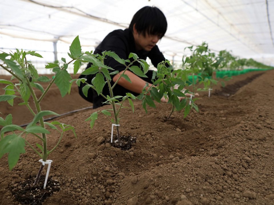 半促成トマト「越前とまと」定植作業