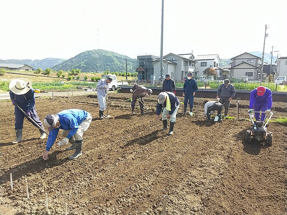 川島ごぼう播種