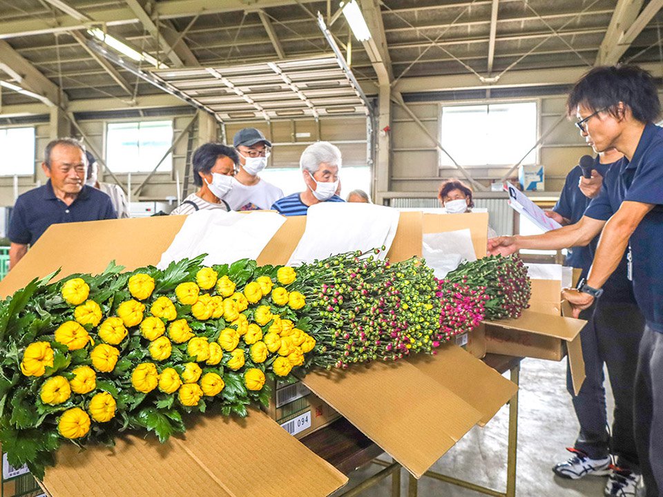 奥越の菊出荷スタート