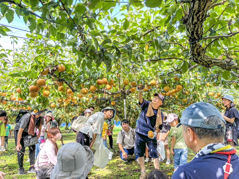 梨収穫体験のようす