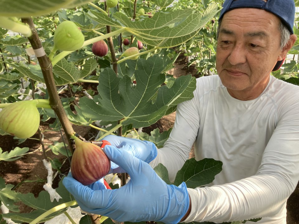 「若狭イチジク」収穫作業