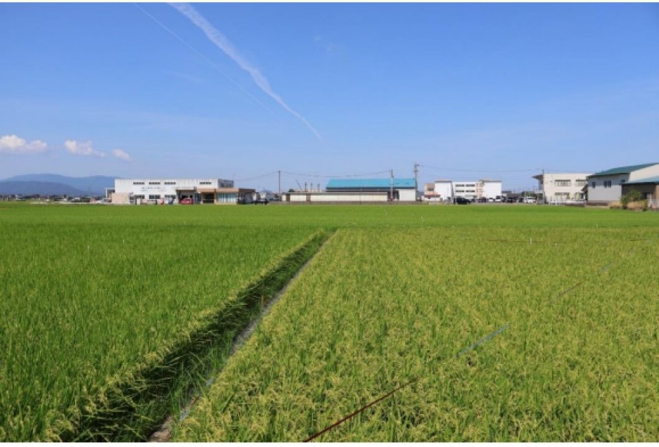 令和 7 年度 愛される福井県米を作ろう！－第 2 回－