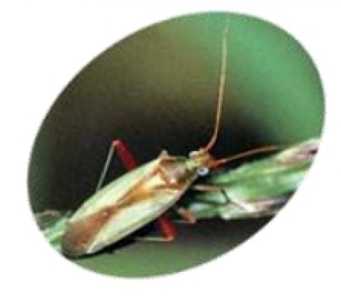 アカスジカスミカメ 