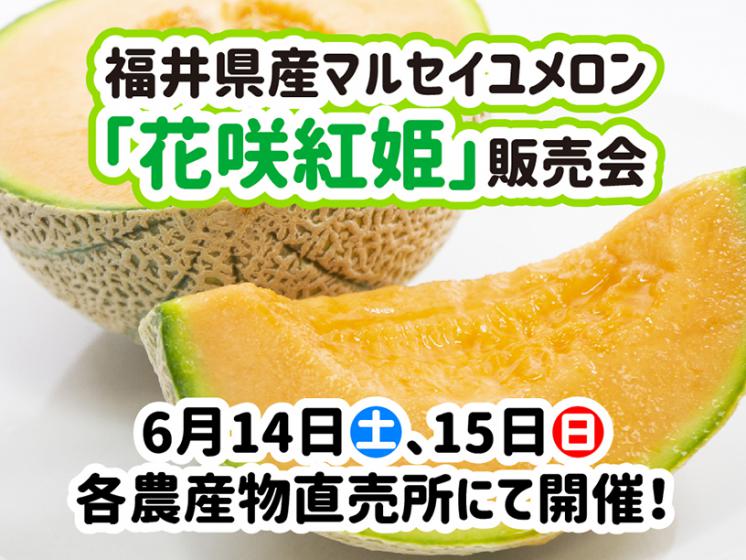 マルセイユメロン2025